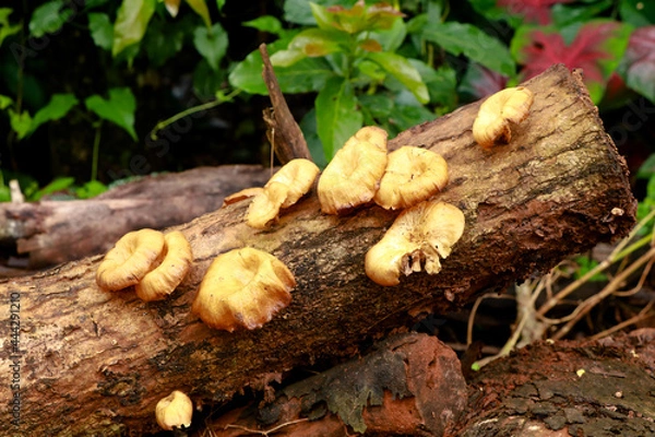 Obraz Cream color mushroom or conk on a decaying wood trunk, selective focus