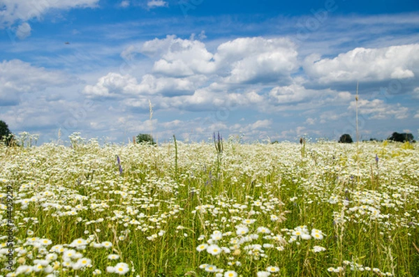 Obraz Camomile meadow