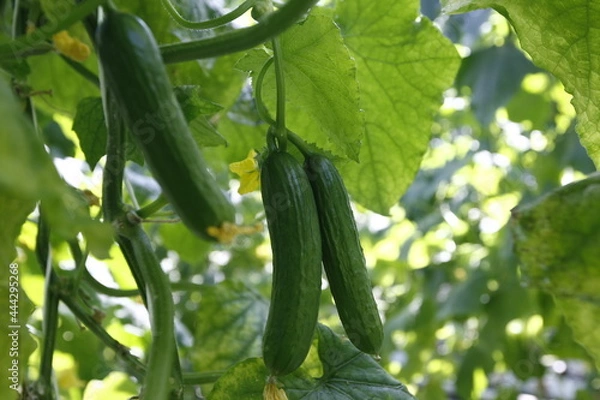 Obraz Green cucumbers growing in a greenhouse