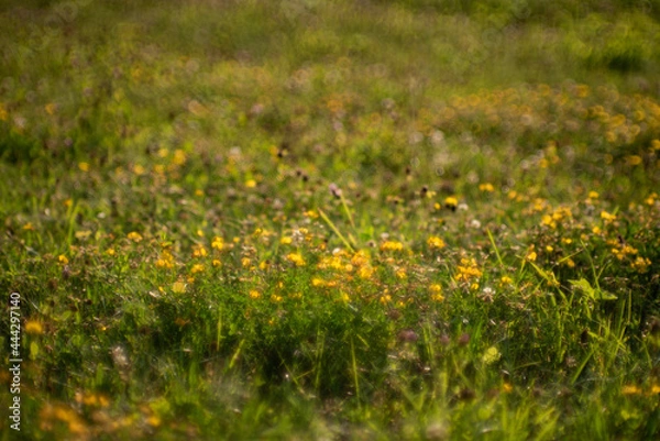 Fototapeta Green meadow grass. Abstract background with bokeh effect.