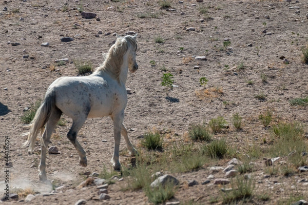 Obraz Wild Horse in the Utah Desert in Summer