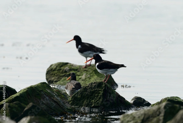 Fototapeta two Ostercatcher
