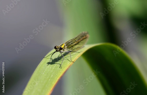 Fototapeta dragonfly on a leaf