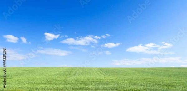 Fototapeta green grass, trees and hills against the background of a large blue sky on a sunny day. Wide view of the countryside. Natural background of green grass, fresh juicy frame.