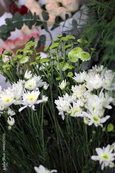 Fototapeta Margaritas