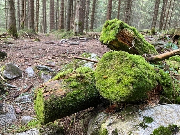 Obraz stump in forest