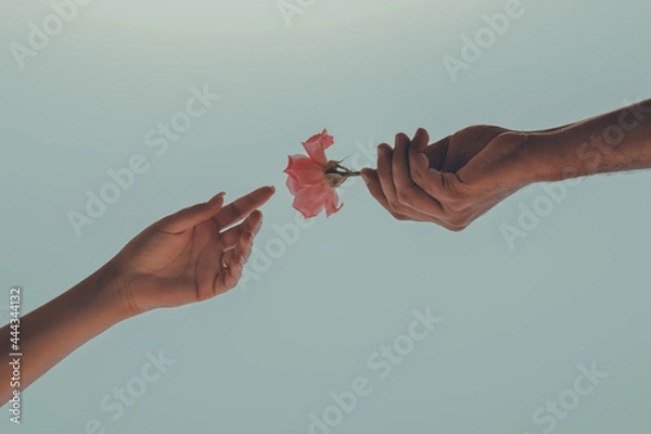 Fototapeta a hand giving a rose to another hand