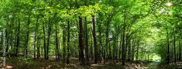 Fototapeta green deciduous forest