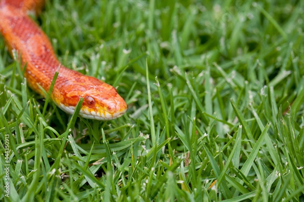 Fototapeta Corn Snake slithering through grass
