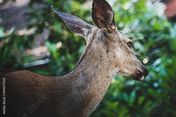 Obraz Deer closeup