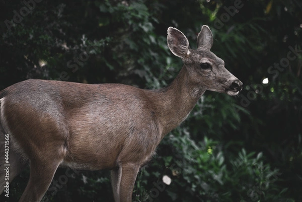 Obraz Deer in the woods