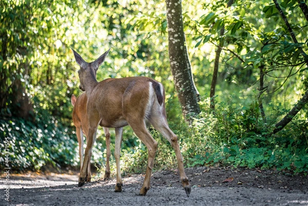Obraz Two deer walk away