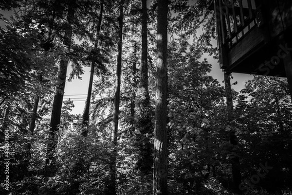 Obraz Beautiful backyard in Oregon