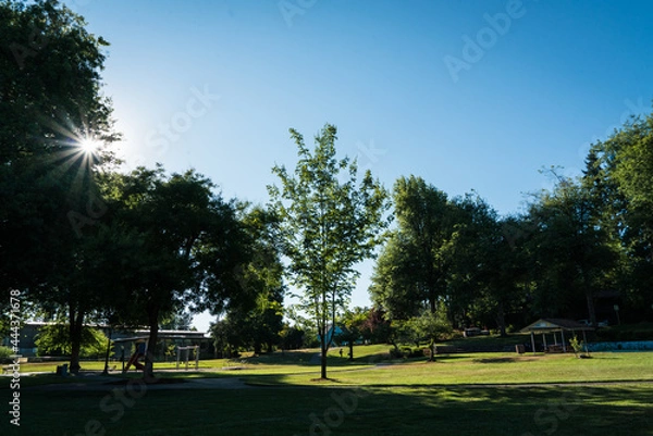 Obraz Peaceful summer park