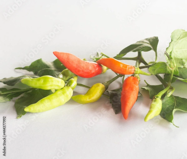 Obraz hot chili peppers.