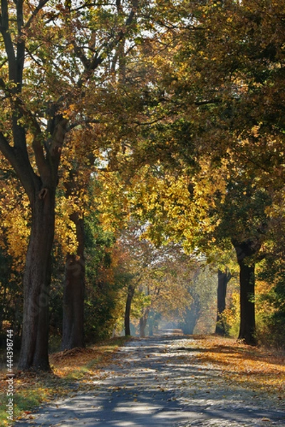 Obraz Allee mit Kopfsteinpflaster im Herbst