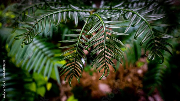 Fototapeta シダ/植物