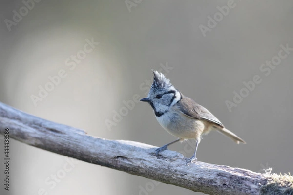 Fototapeta European crested tit Lophophanes cristatus in close view perched