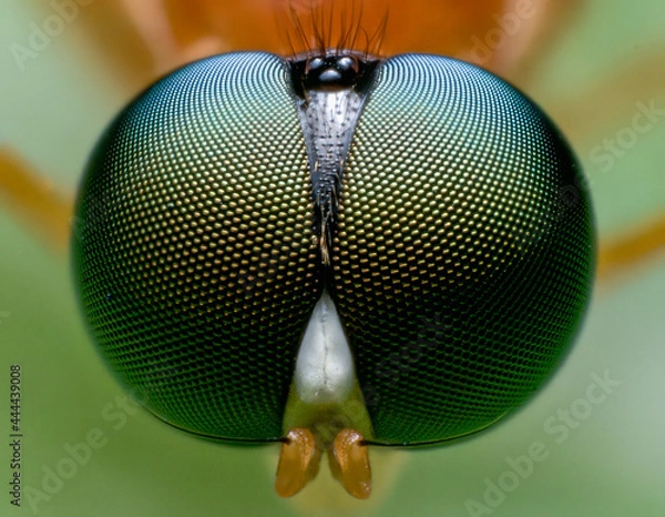 Fototapeta Beautiful macro of insects