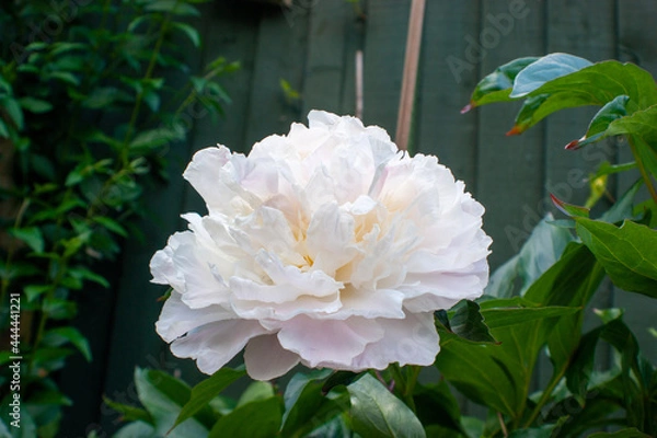 Obraz pink and white peony