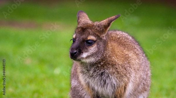 Obraz kangaroo in the wild