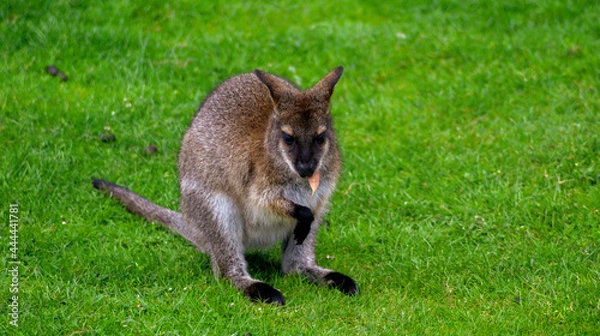Obraz kangaroo in the grass