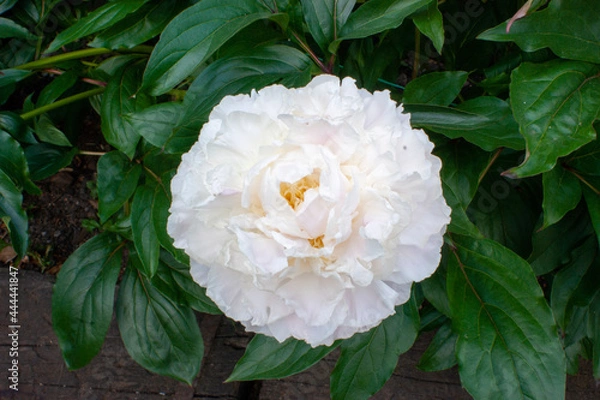 Obraz white rose flower
