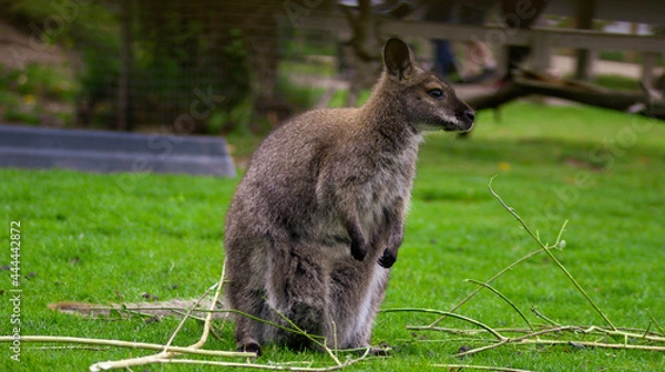 Obraz kangaroo and baby