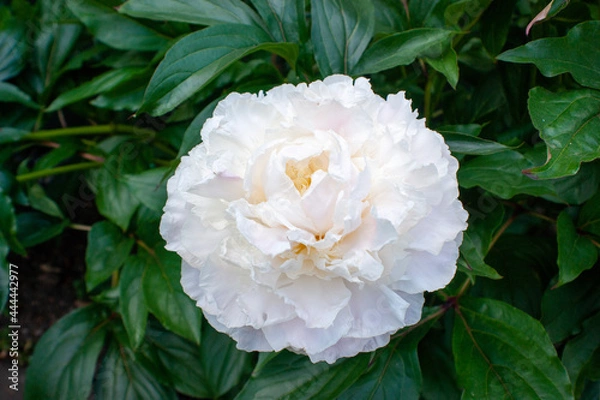 Obraz white rose flower
