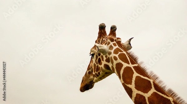 Obraz giraffe in zoo