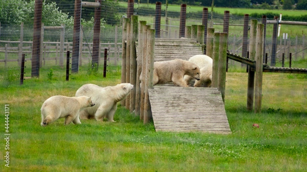 Obraz sheep and lambs