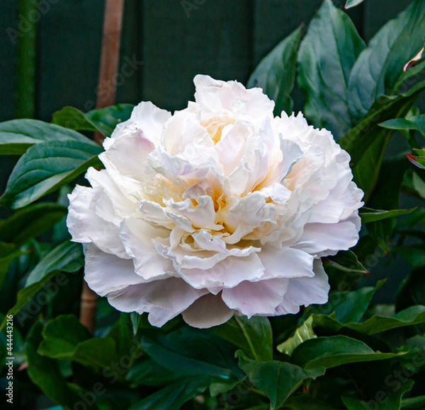 Obraz white peony flower