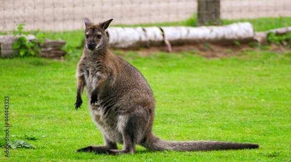 Obraz kangaroo and foal