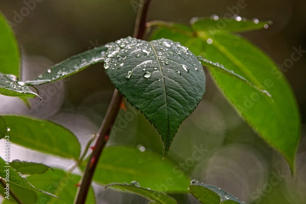 Obraz Leaves wetted with water droplets 