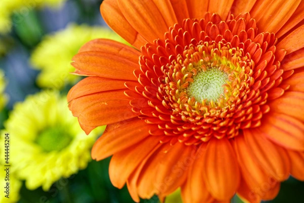 Obraz Flower blossom cutout orange macro