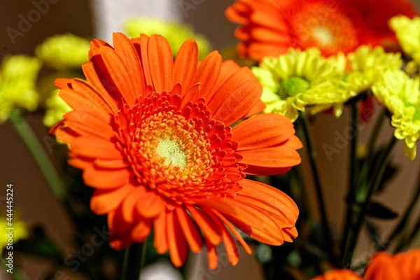 Obraz Flower blossom orange macro 