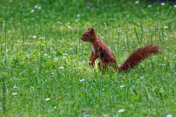 Obraz Squirrel sitting boldly in the meadow 