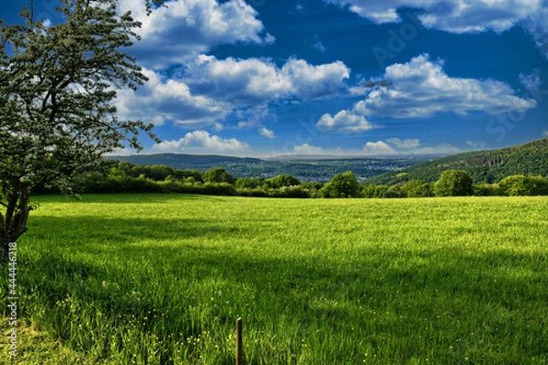 Obraz Summer landscape trees field under cloudy blue sky