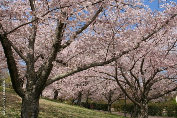Fototapeta 奈良　馬見丘陵公園　チューリップ祭

