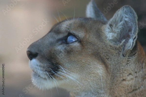 Obraz かわいそうな白内障のチーター