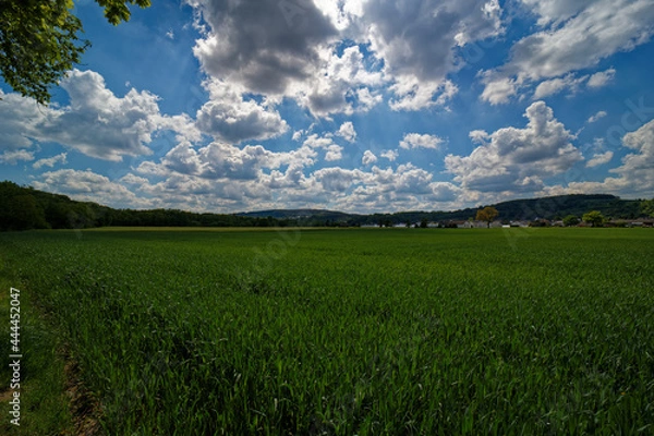 Obraz Summer landscape trees field under cloudy blue sky