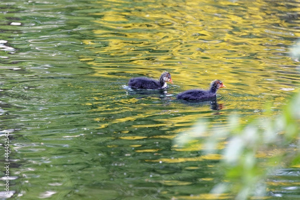 Obraz two birds chicks on water 