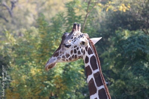 Fototapeta キリンはやっぱり首が長かった
木の上の食べ物を食べる