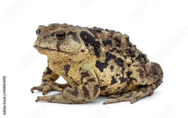 Fototapeta Toad Isolated on White Background close up