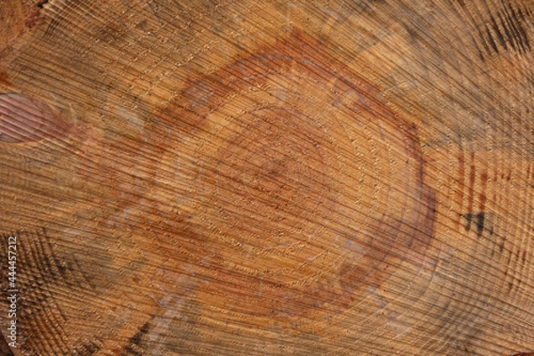 Fototapeta Cut tree trunk. Tree cross section. Firewood. Wood. Selective focus. Texture.