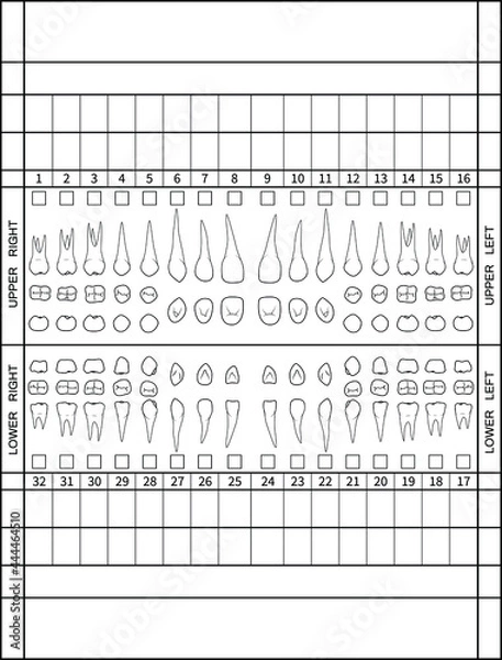 Obraz Dental chart. Human teeth with roots numbering chart for adult teeth. Dentist numbering system. Vector. Illustration.