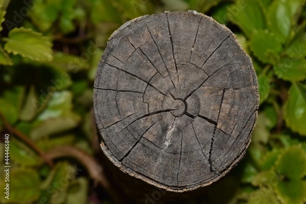 Fototapeta cut tree trunk