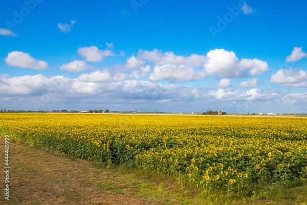 Obraz champ de tournesols