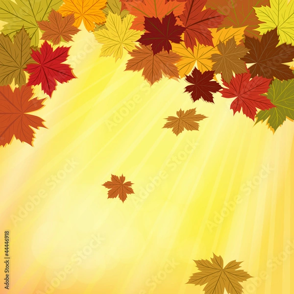 Fototapeta Colorful fall vector background with maple leaves .