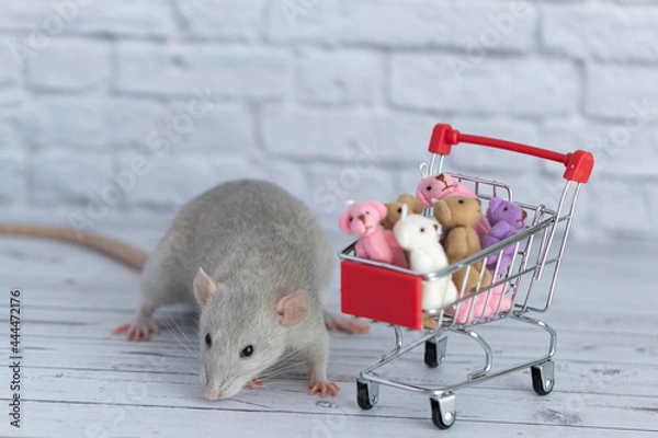 Obraz A small cute grey rat next to the grocery cart is packed with multicolored Teddy bears. Shopping in the market. Buying gifts for birthdays and holidays.
